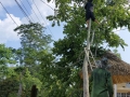 Trường Mầm non Tân Thành hạ độ cao, cắt tỉa cây trước mùa mưa bão